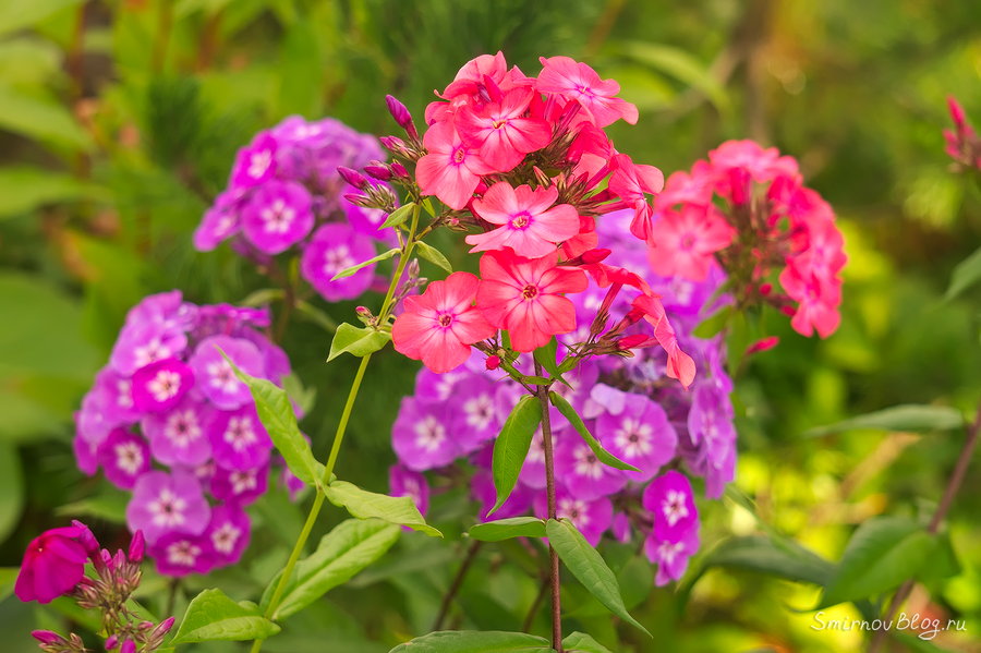 Флоксы Флоксы