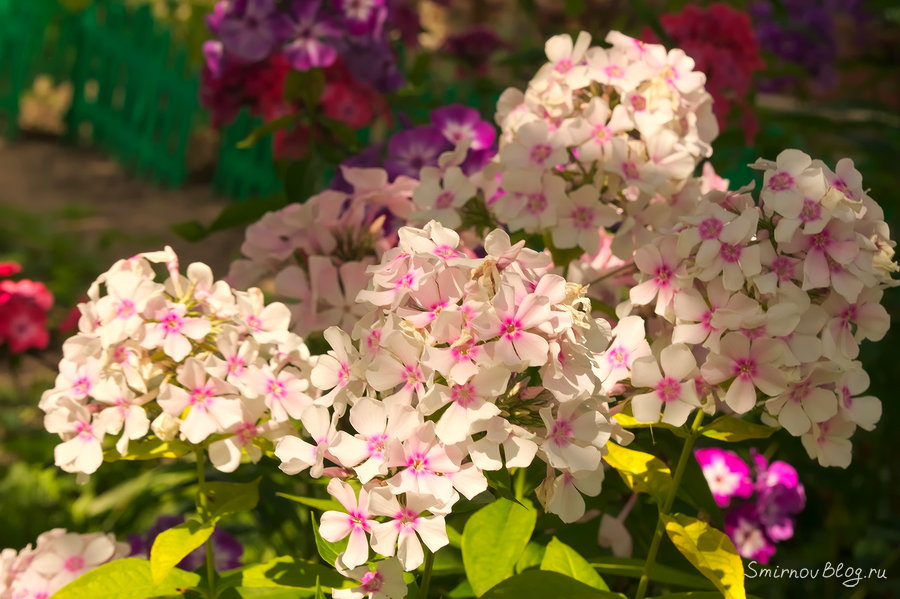 Флоксы - очень красивые цветы Флоксы - очень красивые цветы