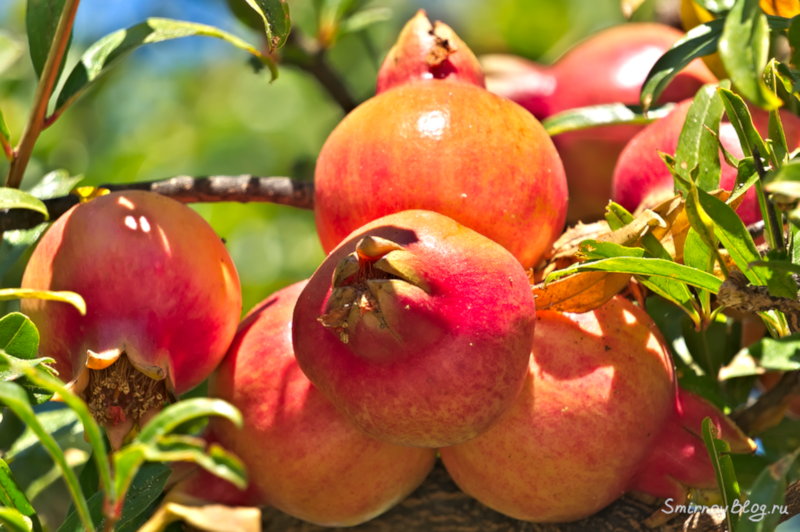 Гранат обыкновенный