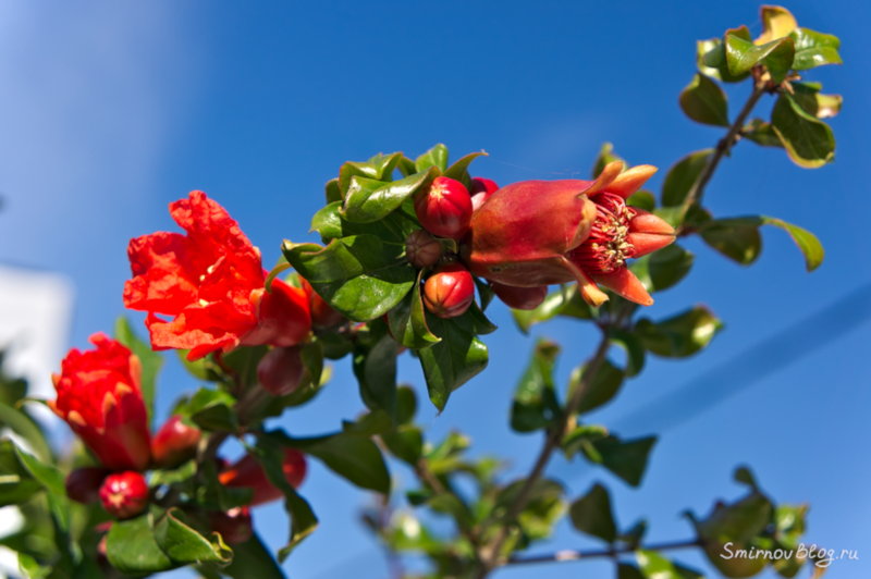 Гранат обыкновенный