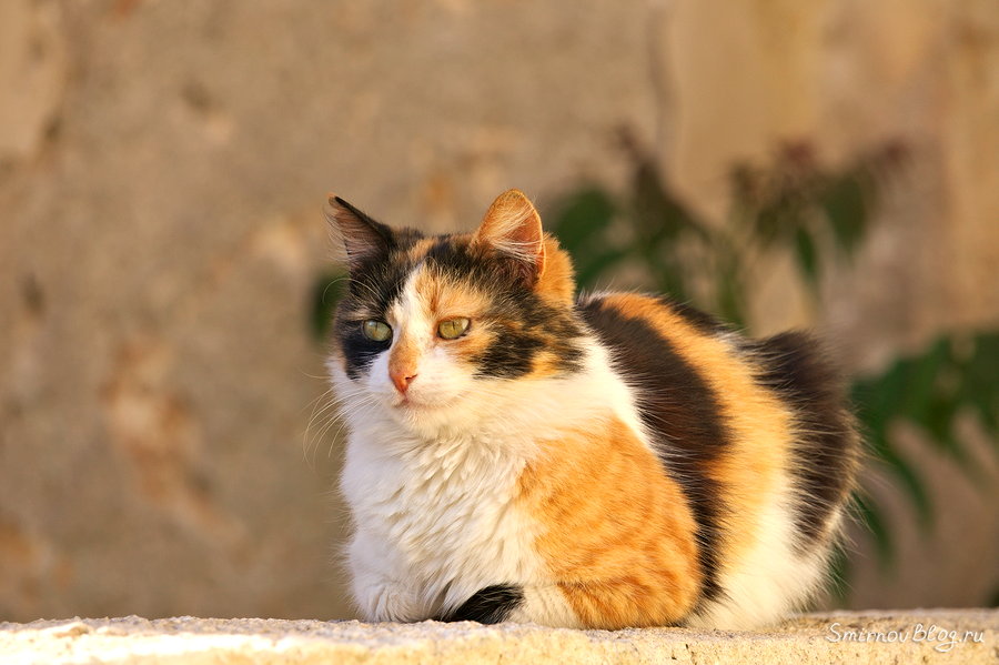 Хитрые коты