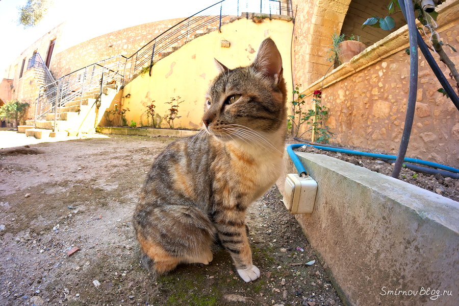 Хитрые коты