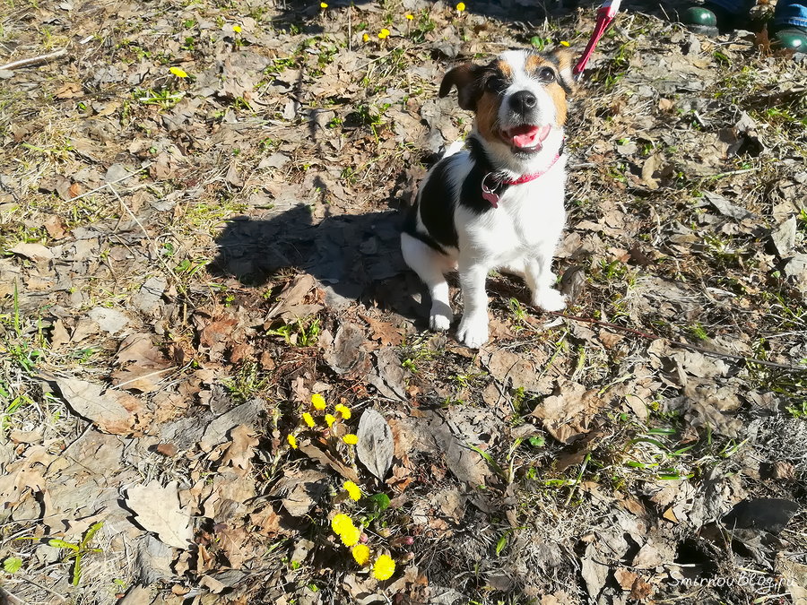 Как хорошо, что у нас есть собака!