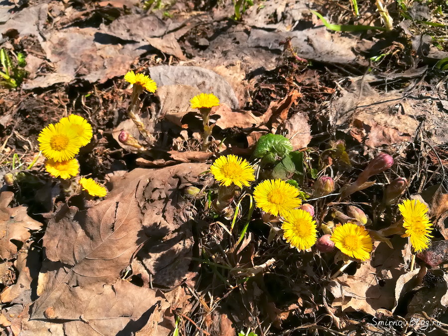 Как хорошо, что у нас есть собака!