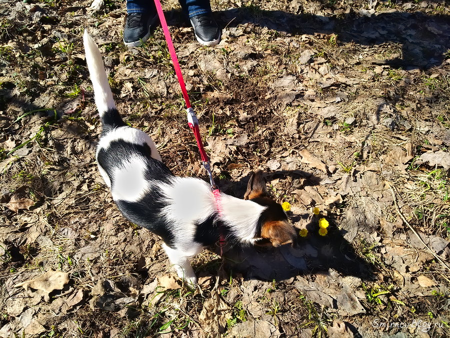 Как хорошо, что у нас есть собака!