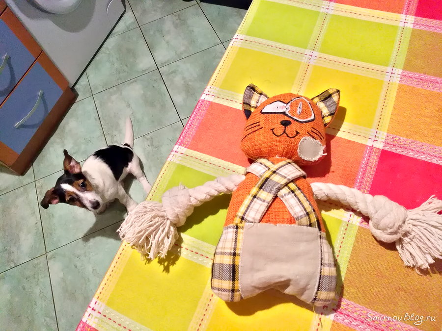 Что щенок Джек Рассел Терьера может сделать с игрушкой Что щенок Джек Рассел Терьера может сделать с игрушкой