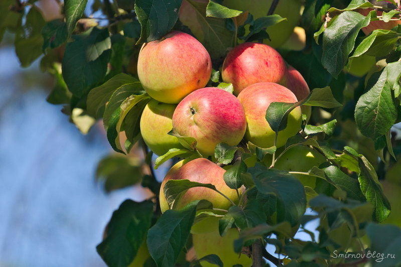 Надоела зима