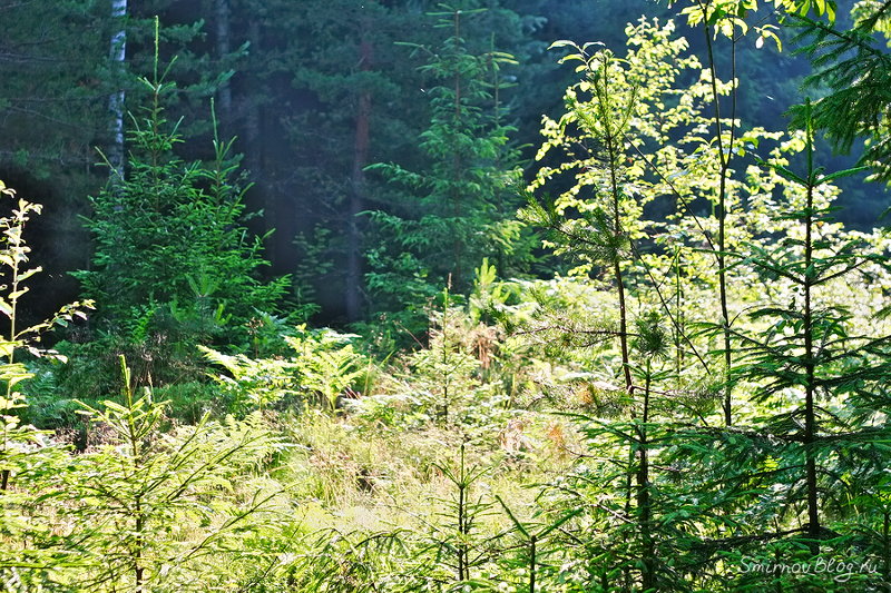 Надоела зима