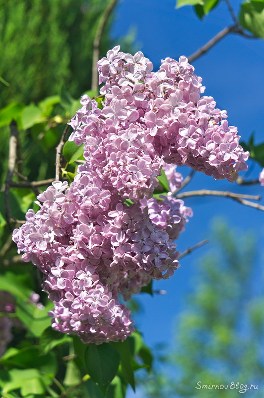 Надоела зима