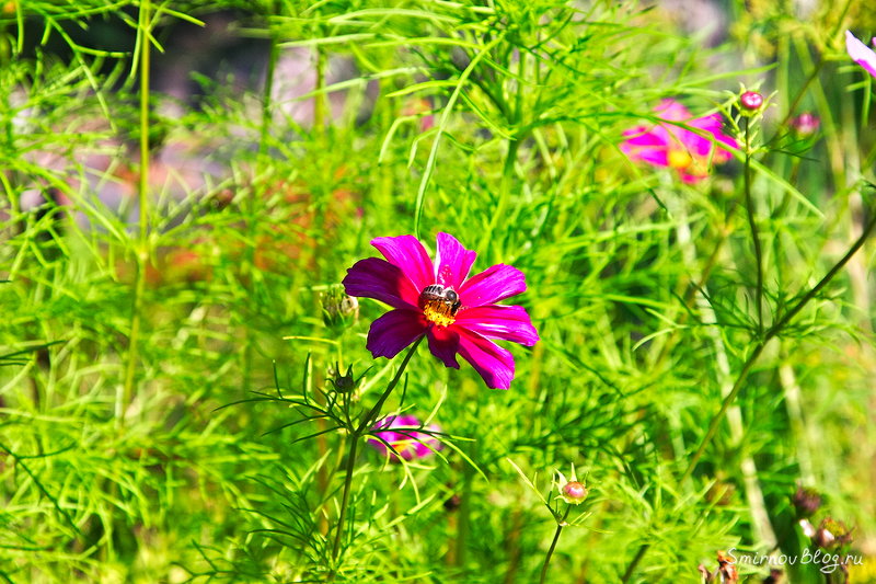 Надоела зима