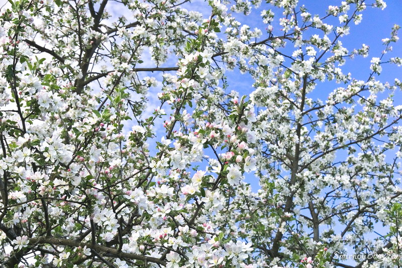 Надоела зима