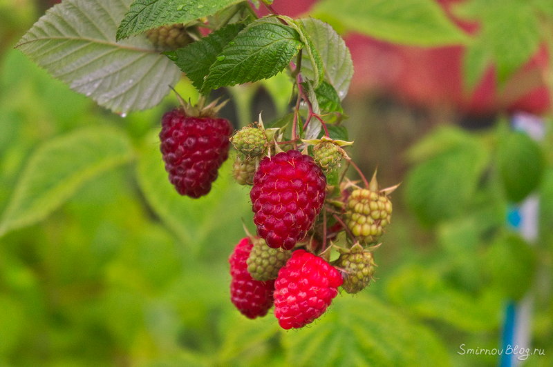 Надоела зима