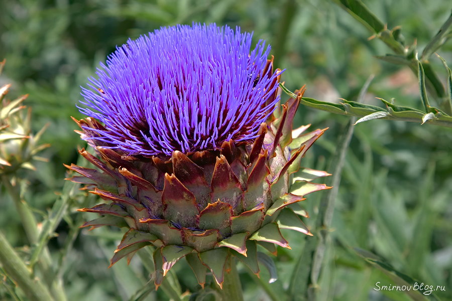 Не репейник, Артишок Не репейник