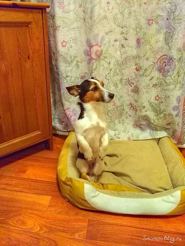 Джек Рассел Терьер. Наша попрошайка :)