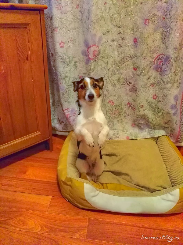 Джек Рассел Терьер. Наша попрошайка :)