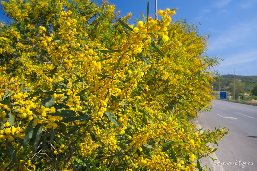 Символ праздника 8 марта вовсе не мимоза Символ праздника 8 марта вовсе не мимоза