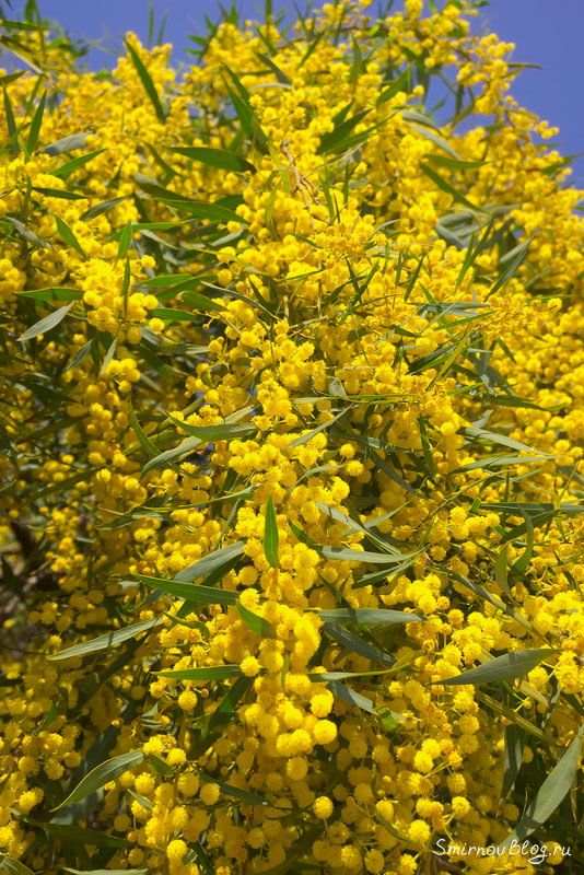 Символ праздника 8 марта вовсе не мимоза Символ праздника 8 марта вовсе не мимоза