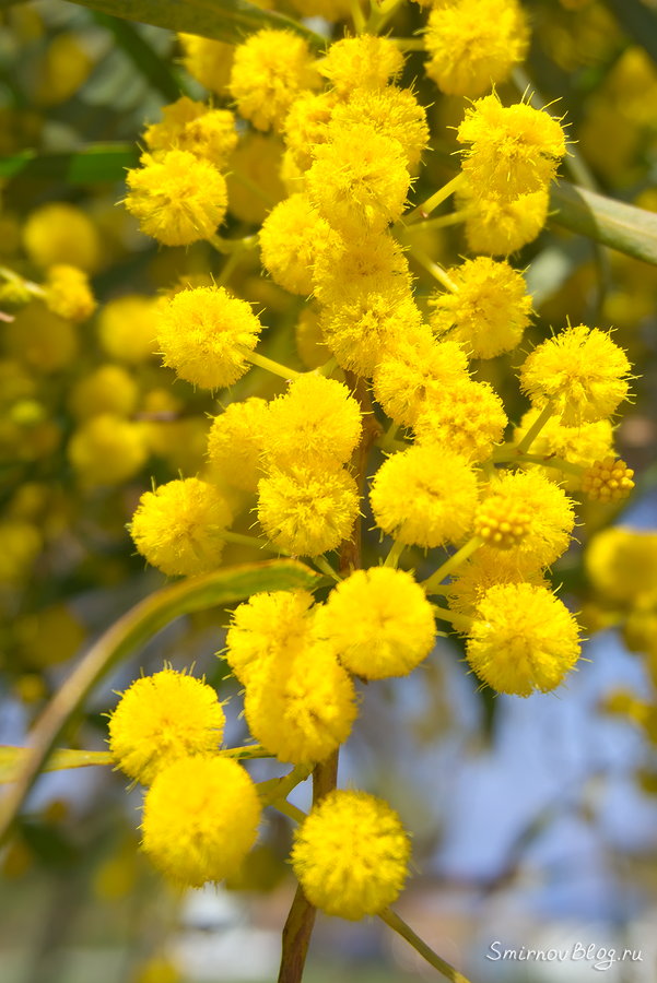 Символ праздника 8 марта вовсе не мимоза Символ праздника 8 марта вовсе не мимоза