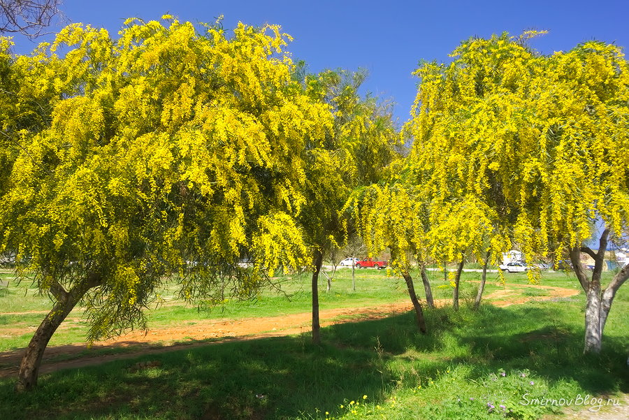 Символ праздника 8 марта вовсе не мимоза Символ праздника 8 марта вовсе не мимоза