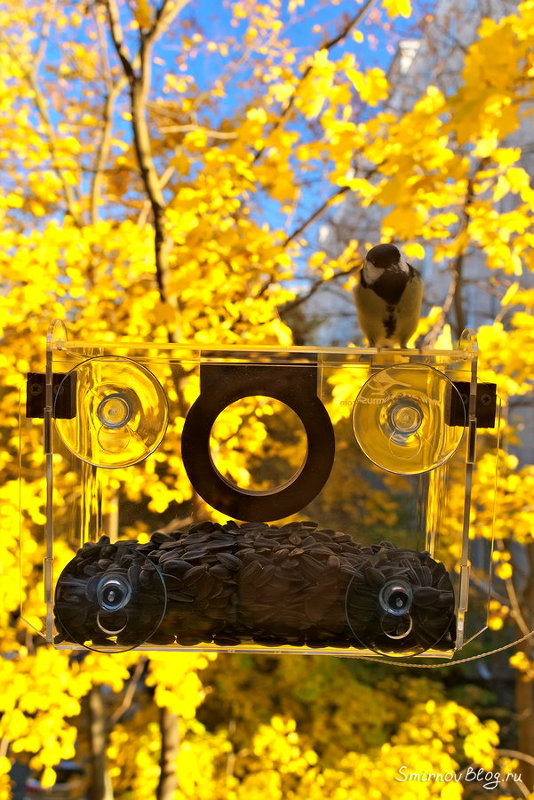 Синички для хорошего настроения