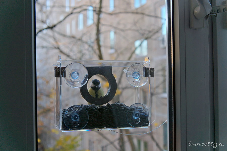 Синички для хорошего настроения