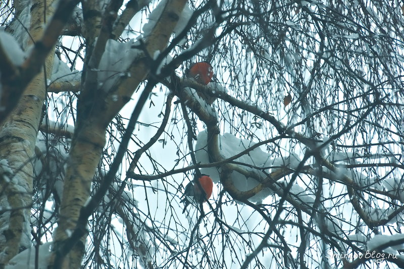 Снегири в Москве