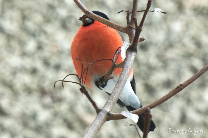 Снегири в Москве