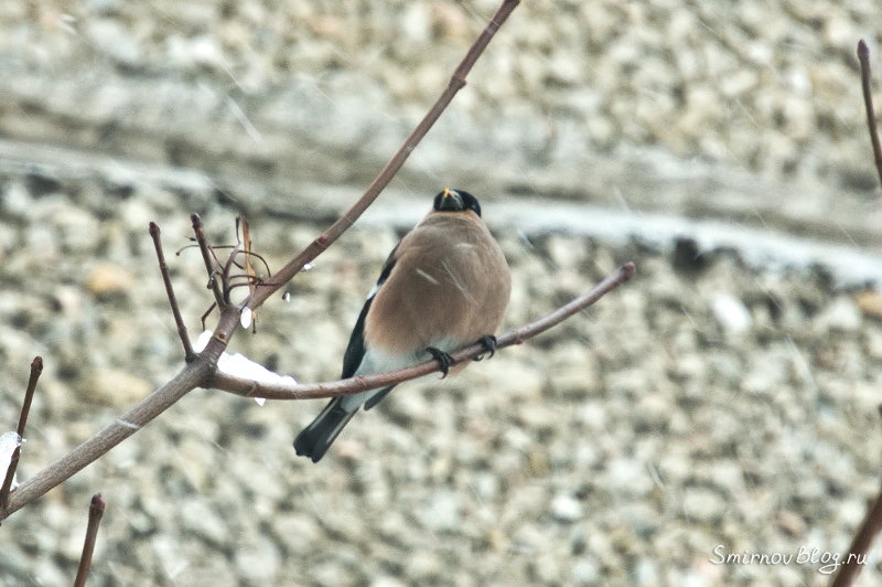 Снегири в Москве