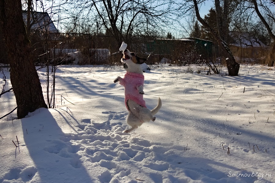 Джек Рассел Терьер и снег