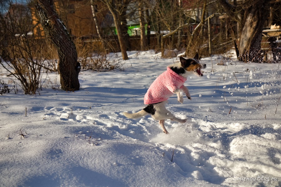 Джек Рассел Терьер играет со снегом