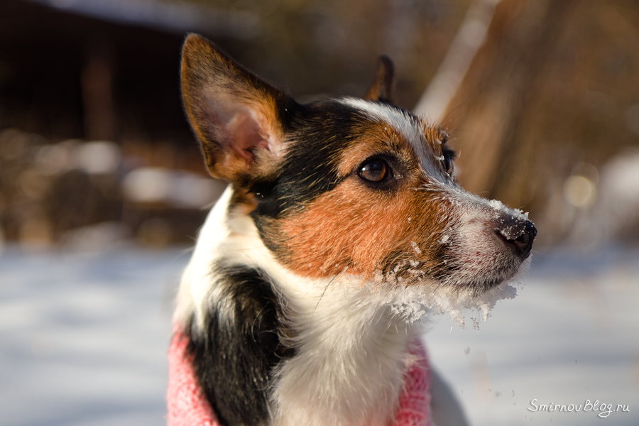 Наш Джек Рассел Терьер любит снег