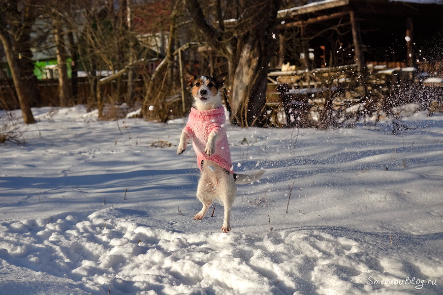 Наш Джек Рассел Терьер любит снег