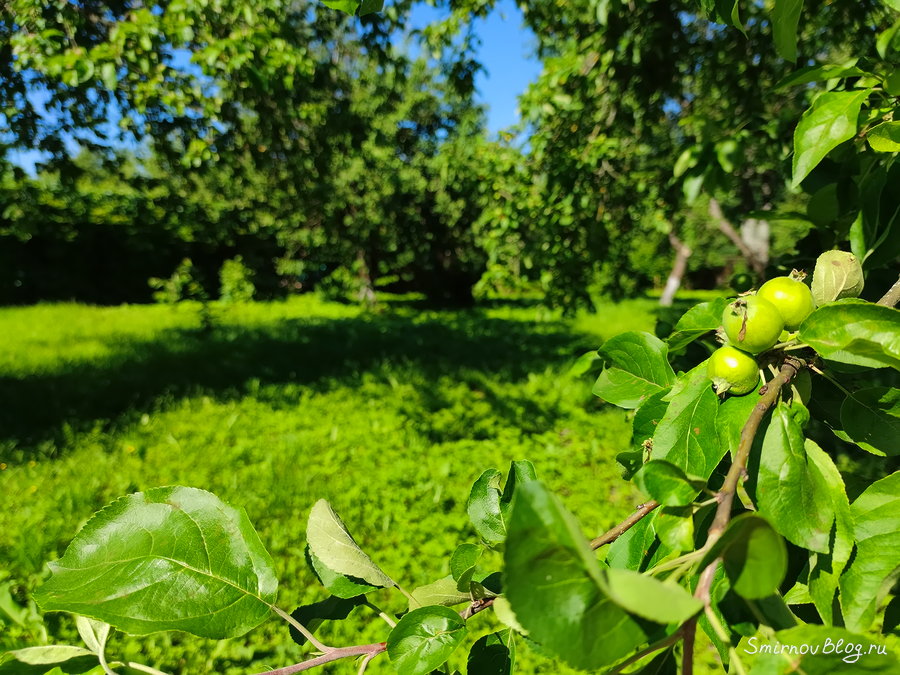 Летнее утро в Подмосковье