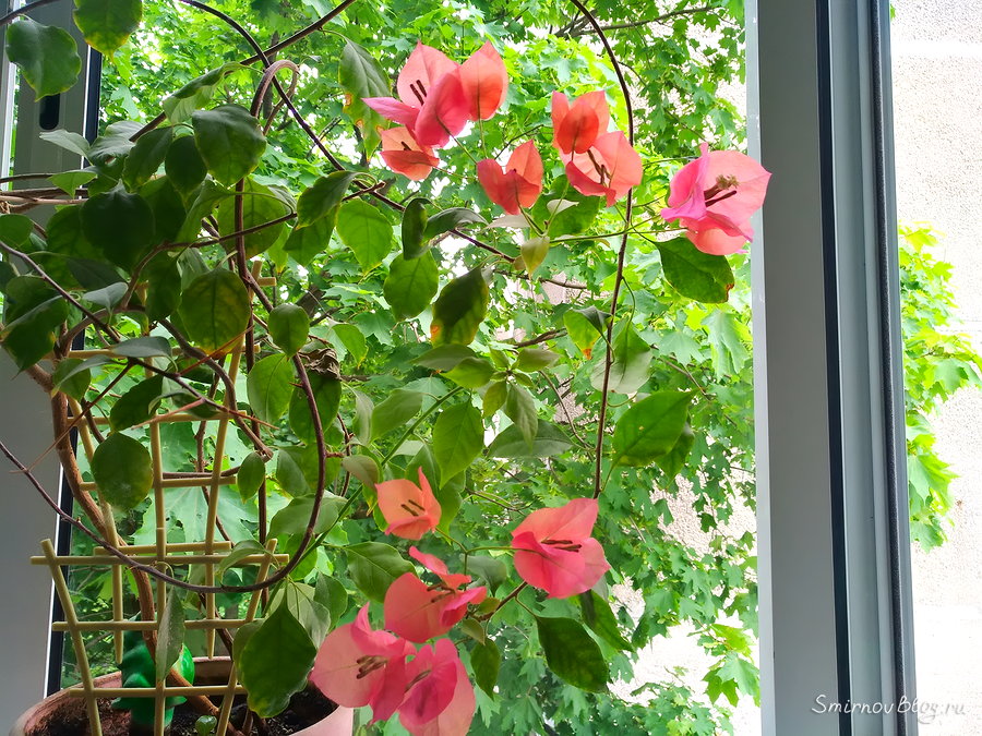 Бугенвиллея на подоконнике