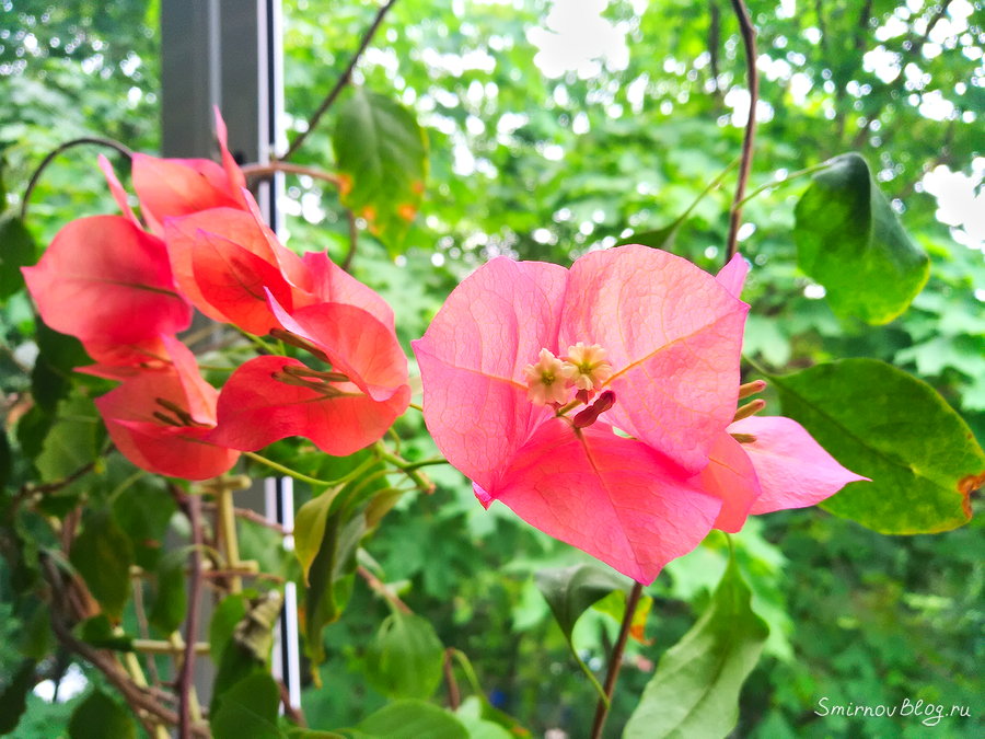 Бугенвиллея в домашних условиях