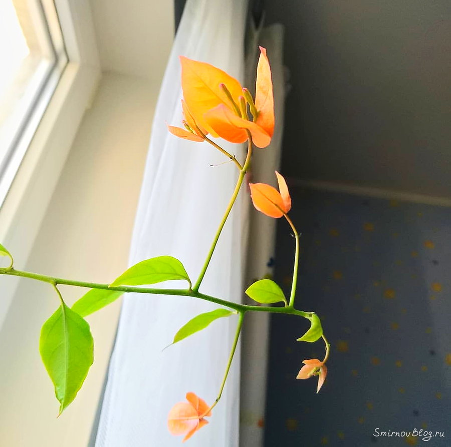 Удивительная бугенвиллея