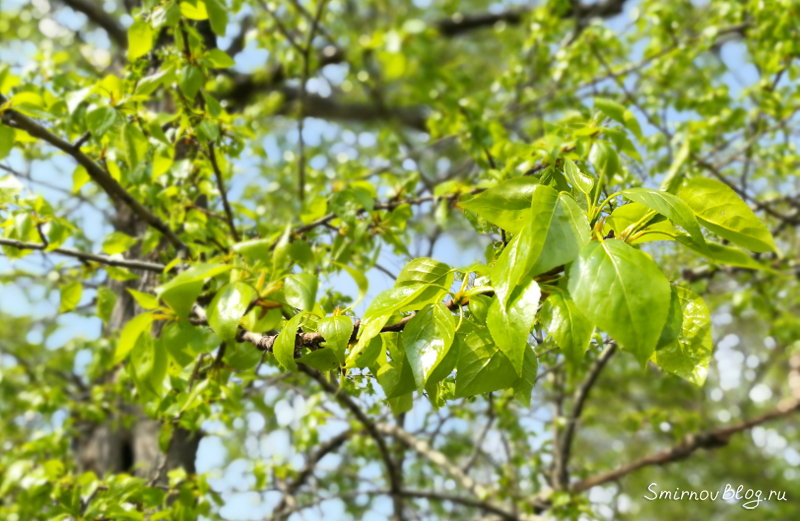 Люблю тополя