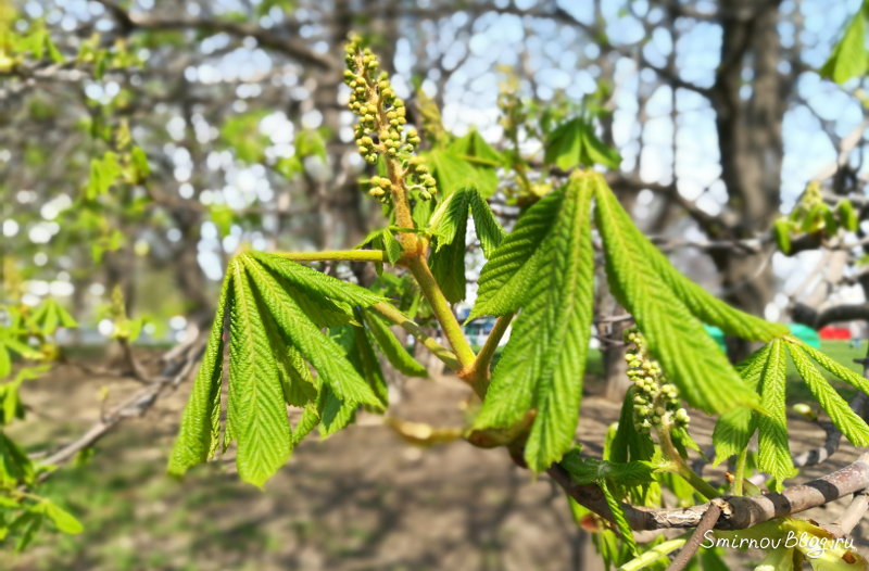 Люблю каштаны и весну