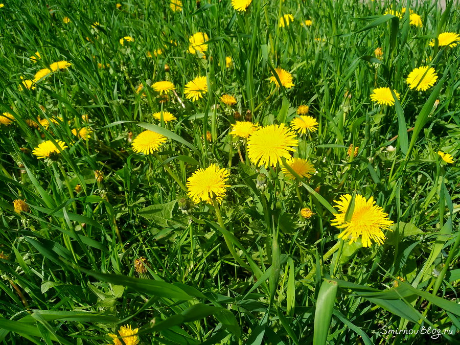 Весенние солнышки Весенние солнышки