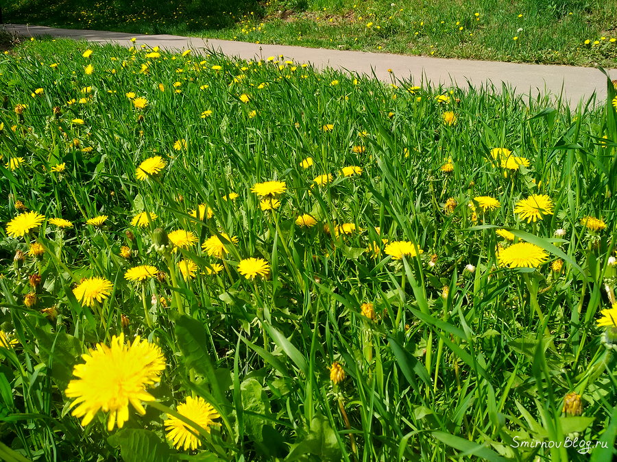 Весенние солнышки Весенние солнышки