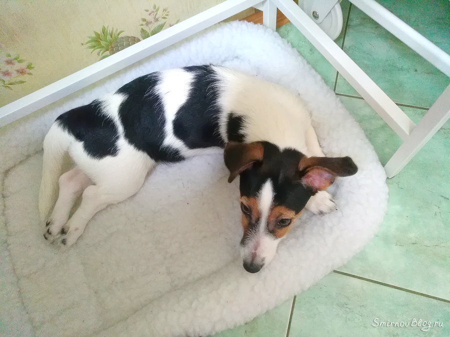 Весна не пришла или первая прогулка откладывается Весна не пришла или первая прогулка откладывается