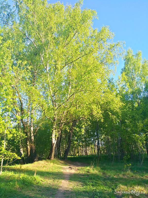 Вот и лето пришло