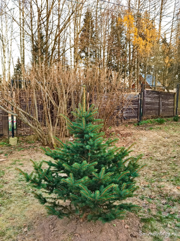 Почему нельзя сажать ёлки на участке? Что ещё за приметы? Почему нельзя сажать ёлки на участке? Что ещё за приметы?