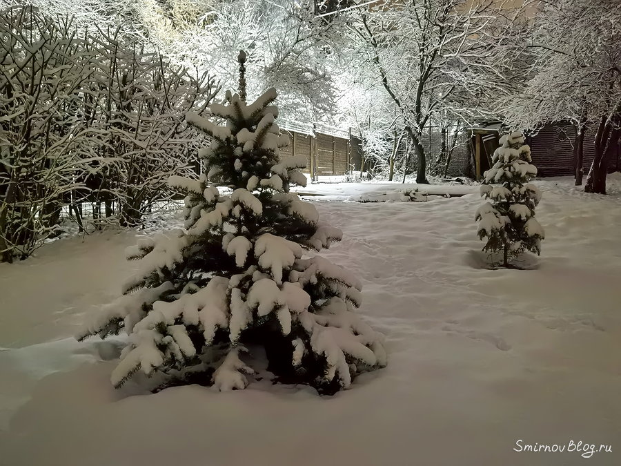 Почему нельзя сажать ёлки на участке? Что ещё за приметы? Почему нельзя сажать ёлки на участке? Что ещё за приметы?