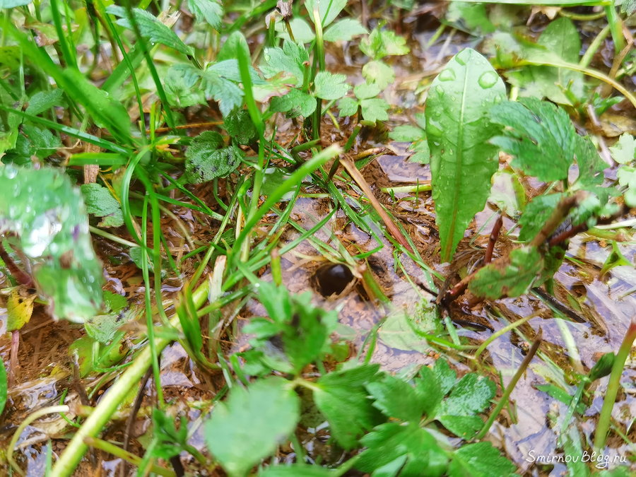 Прорвало трубу. Как найти трубопровод под землёй Прорвало трубу. Как найти трубопровод под землёй