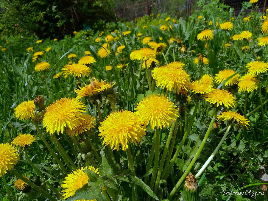 Красивые сорняки