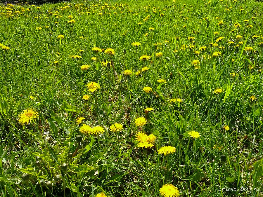 Красивые сорняки - одуванчики