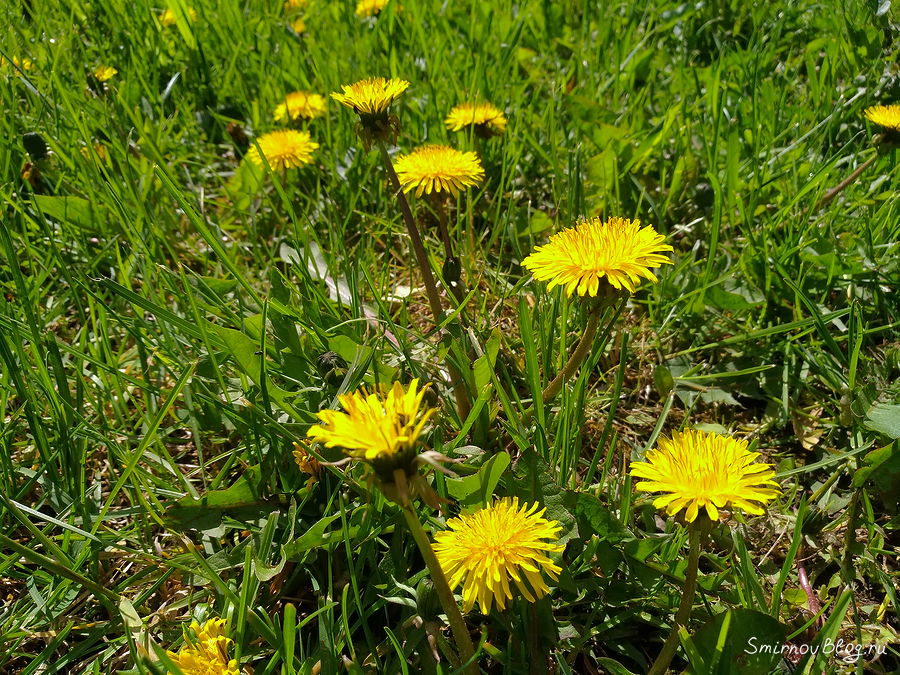 Красивые сорняки