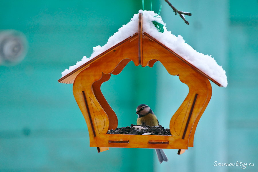 Неудавшаяся фотоохота