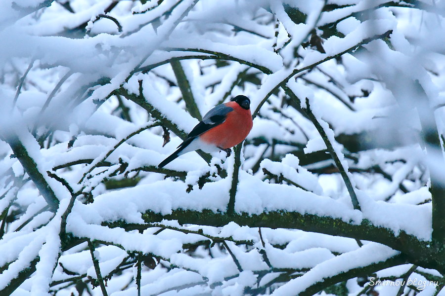 Неудавшаяся фотоохота